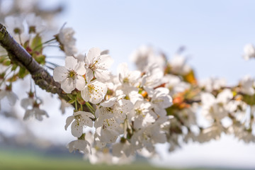 Kirschblüte