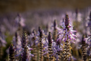 field of lavender flowers