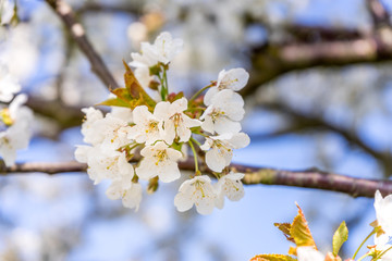 Kirschblüte
