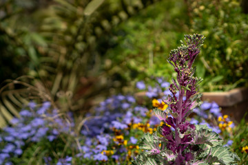Obraz premium Colorful garden plant composition