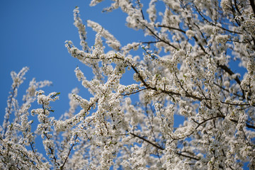 White Mirabelle plum tree in spring