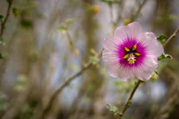 A single pink flower