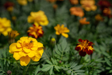 Yellow flower composition