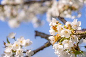 Kirschblüte