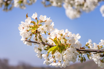 Kirschblüte