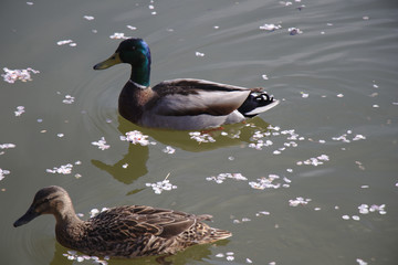 Ducks at Tidal Basin