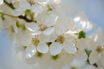 White Mirabelle plum tree in spring