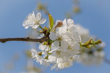 White spring cherry blossom