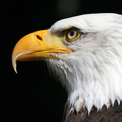 PYGARGUE A TETE BLANCHE. HALIAEETUS LEUCOCEPHALUS
