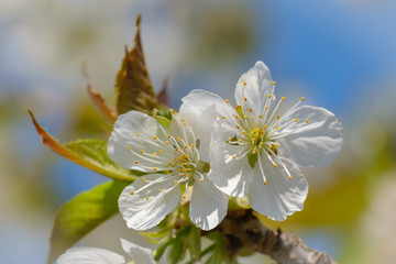 White spring cherry blossom