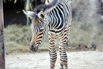 Fototapeta na wymiar Small Baby Chapman's Zebra 