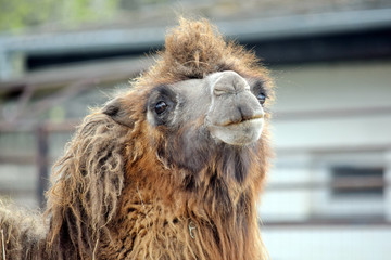 Camel Camelus Bactrianus Looking