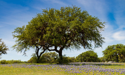 Fototapeta premium Bluebonnets in a field under a tree with blue sky background
