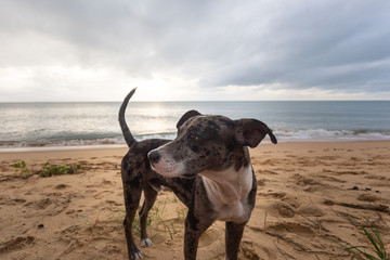 dog on the beach