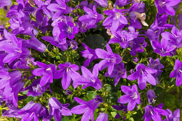 Purple flowers on a perrenial herbaceous campanula plant, commonly called bellfower, growing in north east Italy