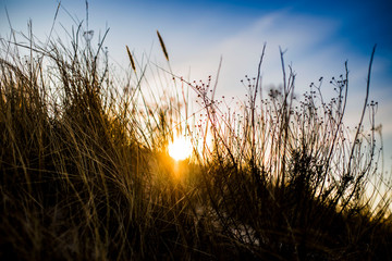 Looking through the grass