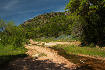 Texas hillcountry Bluebonnets along a stream and trees in background