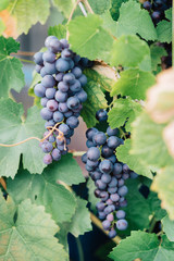 Branches of red wine grapes growing. Close up view of fresh red wine grape. Vineyard view with big red grape growing. Ripe grape growing at wine fields. Natural grapevine