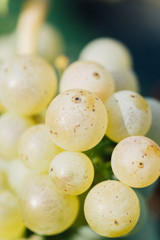White wine grapes on tree with branch and green background. Close up view of fresh white wine grape