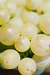 White wine grapes on tree with branch and green background. Close up view of fresh white wine grape