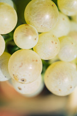 White wine grapes on tree with branch and green background. Close up view of fresh white wine grape