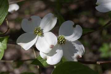 Dogwood Blossoms. A pair of Dogwood blossoms shaded by the foliage of the tree.
