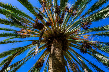 Palm tree in the sky