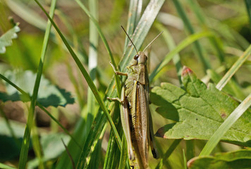 Insekt - Grashüpfer