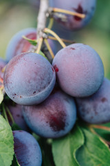 Closeup of delicious ripe plums on tree branch in garden