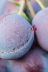 Closeup of delicious ripe plums on tree branch in garden