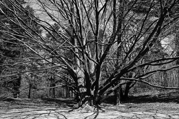 black and white photo of trees and their shadows