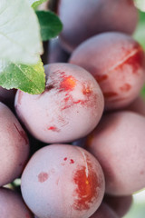 Closeup of delicious ripe plums on tree branch in garden