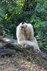 Nomascus concolor. Female white-cheeked crested Gibbon close-up