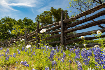 Wooden fence row with bluebonnets in foreground, blue sky background