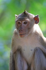 Macaca fascicularis. The male macaques of crab in Thailand