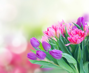 Obraz na płótnie Canvas Pink fresh tulips