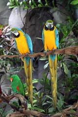 Ara ararauna. Two colorful blue and yellow macaw parrots in Thailand