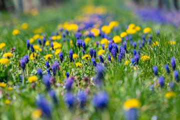 spring flowers background 