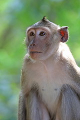 Macaca fascicularis. A male macaque monkey the crab in the Kingdom of Thailand