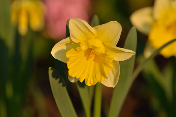 Gelbe Narzisse (Narcissus pseudonarcissus)