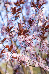 Kirschblüten