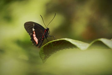 Fototapeta na wymiar Beautiful butterfly sitting on flower against green background in a summer garden,beautiful insect in the nature habitat, wildlife from Amazon in Brazil, South America