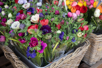 Spring. Beautiful bouquets of Anemone coronaria flowers in red, blue, violet, white colors in the garden shop.