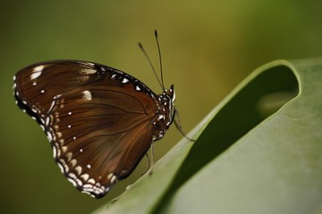 Beautiful butterfly Blue morpho sitting on flower against green background in a summer garden,beautiful insect in the nature habitat, wildlife from Amazon in Brazil, South America