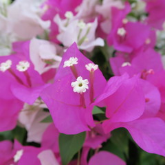 Bougainvillea, triple flowers, rich flowering shrub in tropical climate