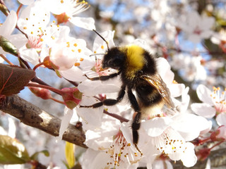 Bumblebee on top of a White blossoms of a plum, Black Prunus cerasifera