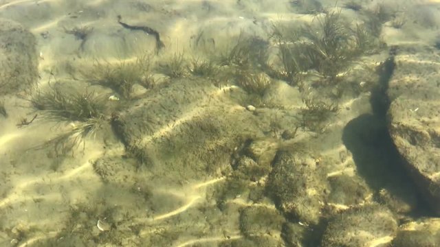 Clear lake water Canada Simcoe lake summer beach