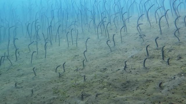 Long oceanic eel on coral reef near Bali island Indonesia.