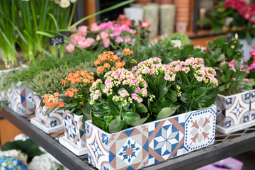 Fototapeta na wymiar Rows of potted pink and coral kalanchoe blossfeldiana plants in the garden shop for sale in spring time.
