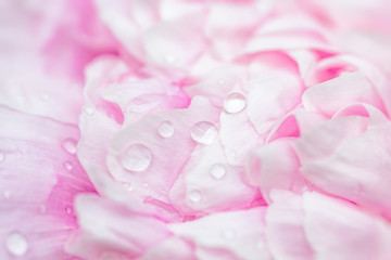 Close up of a pink peony flower.